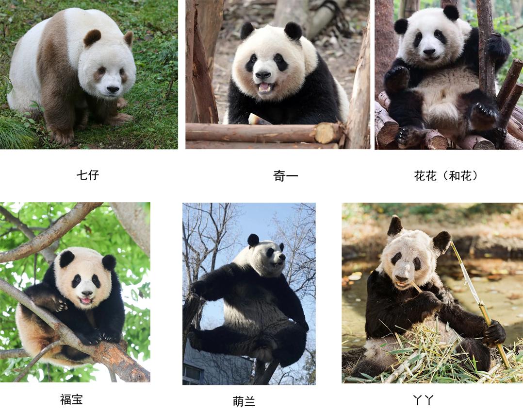 走进国宝大熊猫- 重庆考古